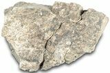 Dinosaur (Triceratops) Frill Shield Section - Montana #312251-1